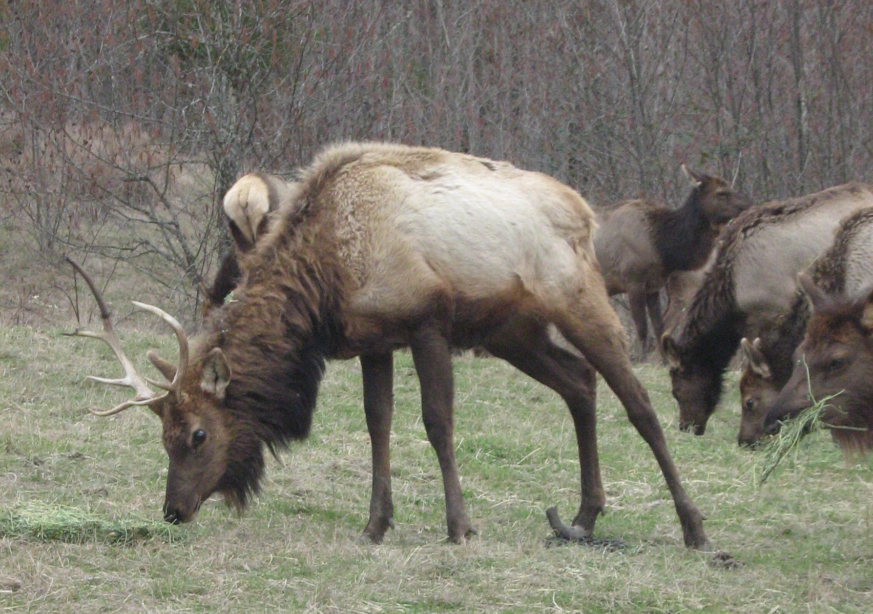 "Hoof Disease: A Rotten Situation"